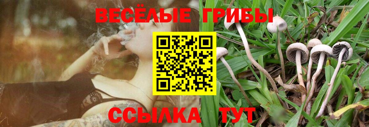 Галлюциногенные грибы Cubensis Кингисепп